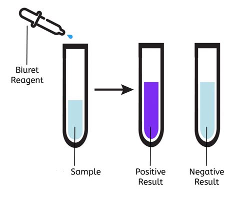 biuret test positive and negative results|Biuret Test: Principle, Reagent, Procedure &Result Interpretation.